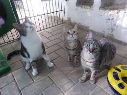 Hier finden sie unsere zu vermittelnden katzen. Wermelskirchen Katzen Suchen Ein Neues Zuhause