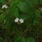 Image result for Jacquemontia paniculata