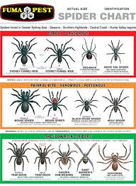 We did not find results for: Spider Identification Chart Distribution Venom Toxicity First Aid