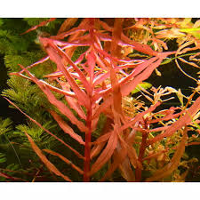 Image result for Nesaea crassicaulis