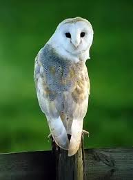 Unlike human beings and almost all other animals, owls have fixed eye sockets and hence are unable to move their eyes to follow movement or use peripheral vision. Can Owls Turn Their Head Over Their Right Side Quora