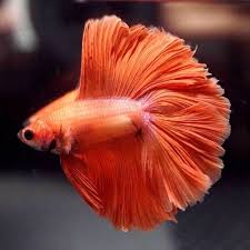 But there is another breed of betta which is called a marine not other betta fish because they are aggressive and will hurt the other betta fish. Live Betta Fish Solid Color Super Orange Double Tail Dthm Male Betta Betta Fish Fish