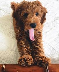 Utah Mini Goldendoodle Cooper Canyon Mini Kritzeleien Ich Kann Keinen Preis Finden Sie Goldendoodle Puppy Mini Goldendoodle Puppies Mini Goldendoodle