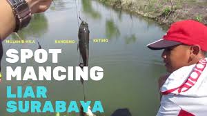 Cara membuat umpan mancing ikan mas galatama yang kami berikan kali ini banyak jumlahnnya, jadi siap mancing ikan kakap putih atau baramundi : Spot Mancing Di Surabaya Hobi Mancing