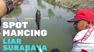 Kakap putih akkan memiliki nafsu makan yang hebat apabila air akan pasang atau air akan surut dengan aliran arus saat akan pasang untuk mempermudah pemancing pemula, silahkan contoh dari pengalaman pemancing senior yang biasanya memilih waktu waktu yang benar benar bagus. Spot Mancing Di Surabaya Hobi Mancing