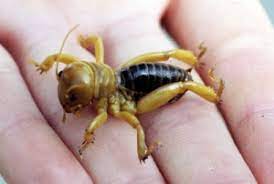 The jerusalem cricket is a large insect, which is also known as the potato bug. Jerusalem Cricket Bugwoodwiki