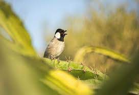 صوت البلبل اجمل انغام الطبيعة قائمة منوعة لتغريده طيور العرب outdoor decor outdoor bird feeders