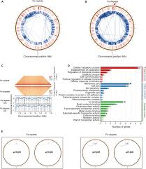 Image result for Vert 1988 ARO