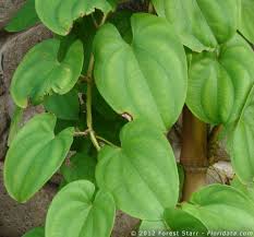 Image result for Dioscoreaceae