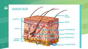 Maybe you would like to learn more about one of these? Warna Kulit Manusia Oleh Kelompok 5 2 Evi Dorince Purba Monica Astari Manurung Nadia Vermoni Suci Ppt Download