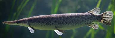 Check out our alligator gar selection for the very best in unique or custom, handmade pieces from our digital shops. Alligator Gar Fishing Guides Charters For 2020 Migrate Outfitters