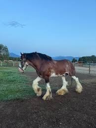 Clydesdale horses for sale