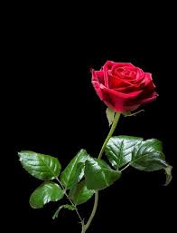 Ada beberapa jenis bunga yang akan dibahas, yaitu, mawar, melati, tulip, anggrek, alamanda, anyelir, matahari, asoka, aster, camelia, edelweis, kembang. Halaman Download Gambar Bunga Mawar Gerak 617 567 60 Bunga Mawar Gif Gambar A