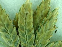 Image result for Pycreus flavescens