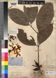 Image result for Pleiocarpa