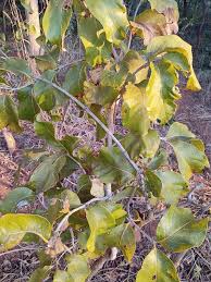 Image result for Multidentia crassa