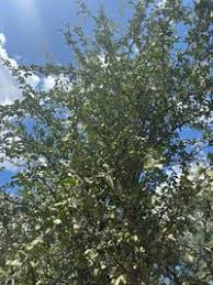 Image result for Balanites maughamii