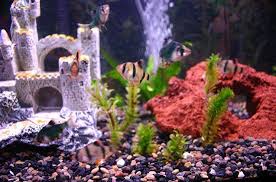 Has To Be The Most Boring Tank Ever. : R/Shittyaquariums