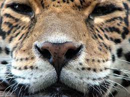Jaguar Jaguar Wallpaper Wallpaper Animals