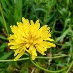 Image result for Pseudopodospermum hispanicum