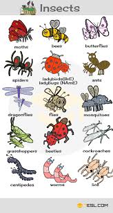 Names Of Insects List Of Insects With Pictures 7 E S L