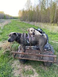 This type of hunting is not for everyone so i salute my hog dog hunting brothers and sisters and your dogs. Dogs For Wild Hog Hunting They Did Outstanding Dogswithjobs