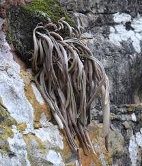 Image result for Pyrrosia schimperiana