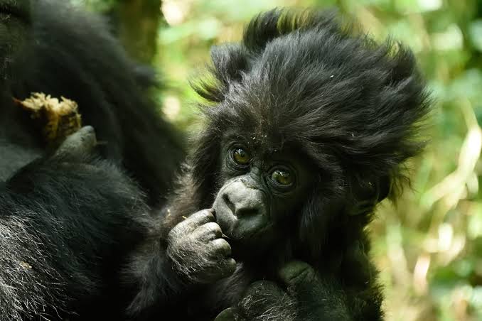 Car Rental for Gorilla Trekking in Rwanda 