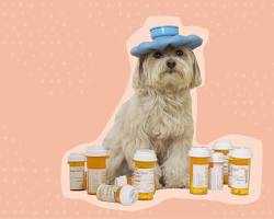 person buying pet medicine onlineの画像