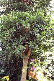 Image result for Ficus persicifolia