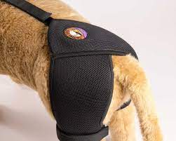Kodi, white coated golden retriever, walking with hip hound by orthodog, to aide weakness and lowering of the hind limbs. Dog Hip Brace For Dysplasia And Arthritis Ortho Dog Hip Hound