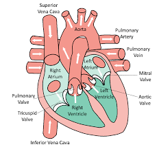 Check spelling or type a new query. Overview Of The Heart Anatomy White Arrows Show The Normal Direction Download Scientific Diagram