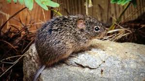 The panama ministry of health has reported an increase in cases of hantavirus infection in los santos province, republic of panama, to the pan american. Hantavirus News Of Person Dying Due To Another Virus In China Leaves Netizens Scared Here S All You Need To Know About Hantavirus Pulmonary Syndrome Latestly