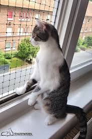 Fenstersicherung Fur Katzen Ohne Bohren Diy Fenstersicherung Katzen Fensterschutz Katze