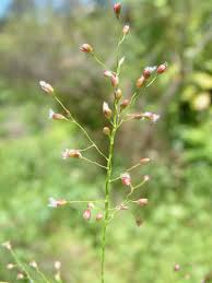 Image result for Isachne mauritiana