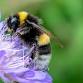 Pollinator Festival June 15