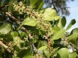 Image result for Maytenus