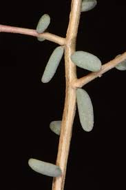 Image result for Suaeda vermiculata