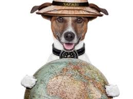 Le fusa dei gatti riducono l´ansia