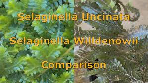 Image result for Selaginella buchholzii