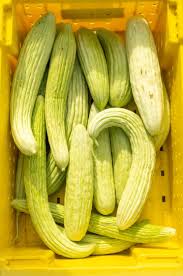 Image result for Cucumis meeusei