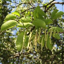 Image result for Milicia