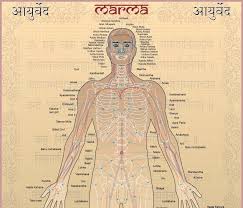 marma chart ayurvedic therapy acupuncture benefits ayurveda