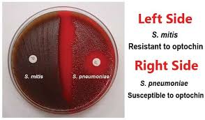 Pin On Clinical Pathology