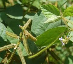 Image result for Calopogonium mucunoides