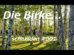 Außerdem sind birken weichhölzer, sodass eine wunde, aus der dauerhaft saft austritt, zu fäulnis am verletzten. Yamadori Bonsai Birke Schneiden 001 Youtube