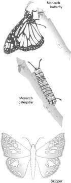 Native parasites play an important role in checking Bagworms An Overview Sciencedirect Topics