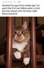 22 lucky for both dad and son. Cats And Dogs Who Found Forever Homes During This Quarantine