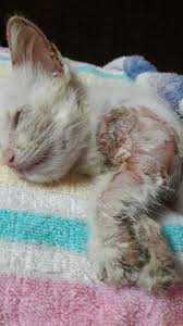 First aid kit untuk kucing via dearcats.blogspot.com. Ubat Kurap Kucing Added A New Photo Ubat Kurap Kucing