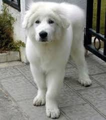 Find great pyrenees for sale on oodle classifieds. 180 Great Pyrenees Ideas Great Pyrenees Pyrenees Great Pyrenees Dog